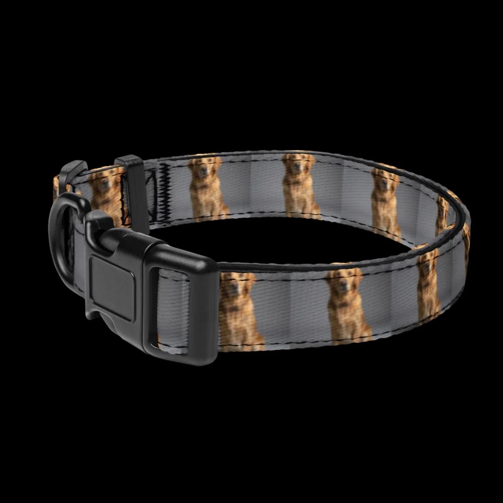 Pet Collar